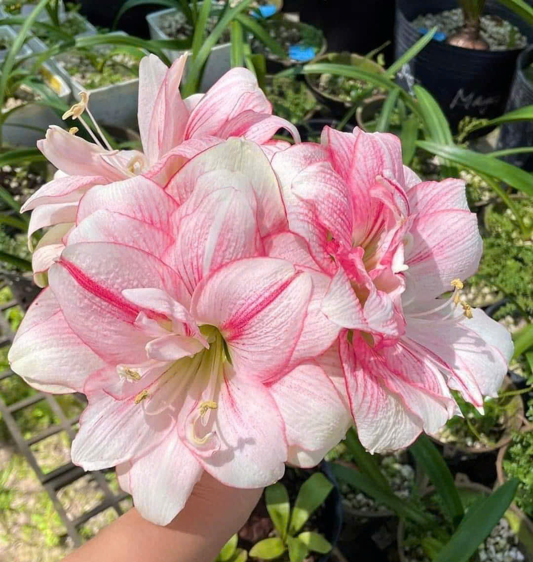 Củ hoa loa kèn | lan huệ cánh kép