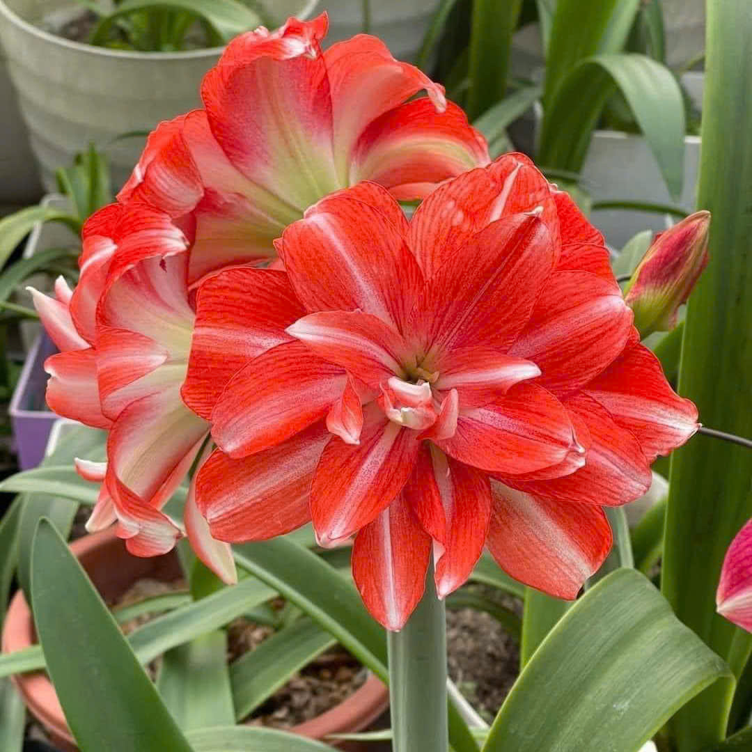 Củ hoa loa kèn | lan huệ cánh kép