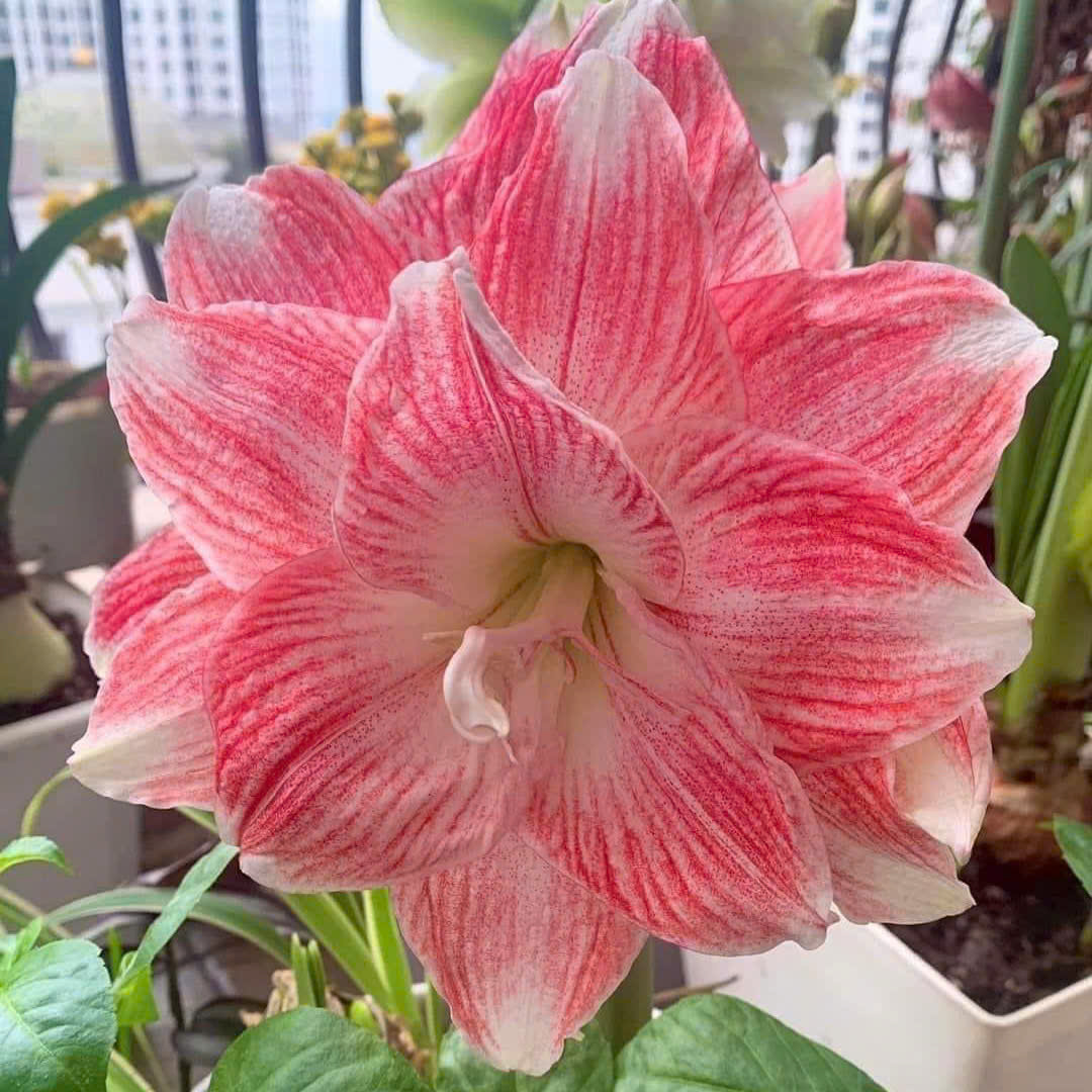 Củ hoa loa kèn | lan huệ cánh kép