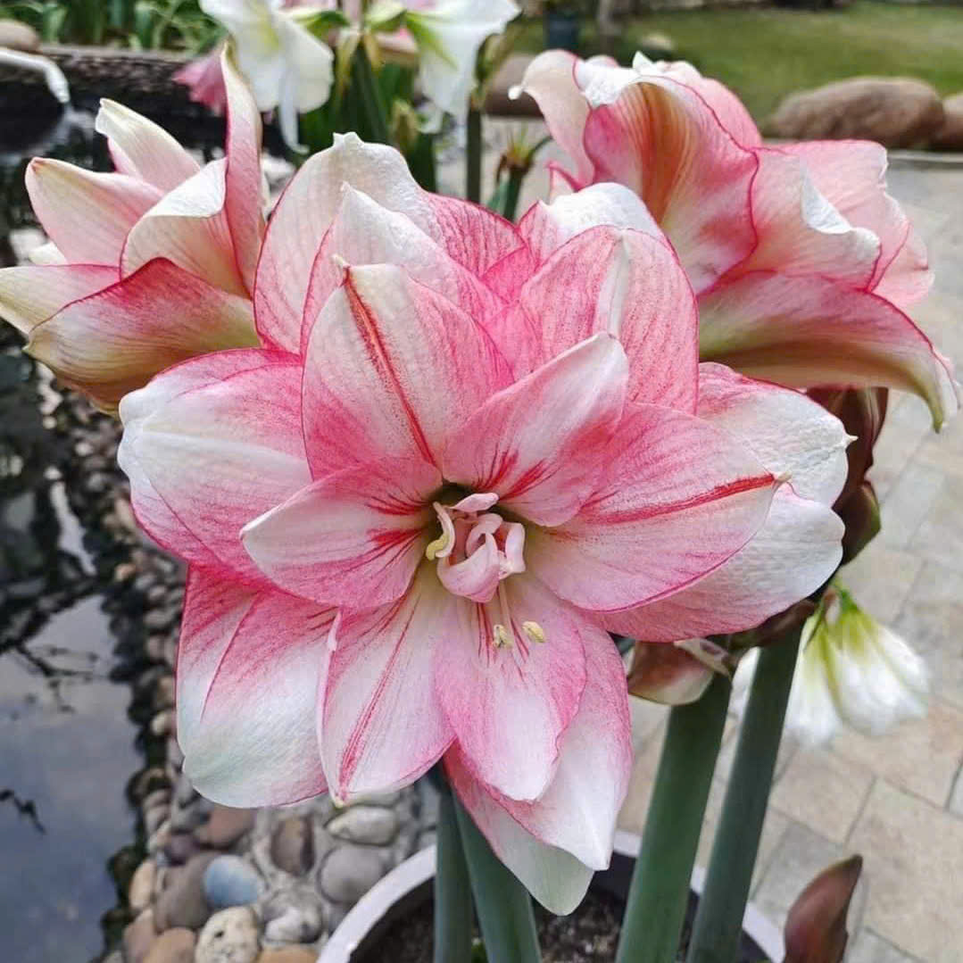 Củ hoa loa kèn | lan huệ cánh kép