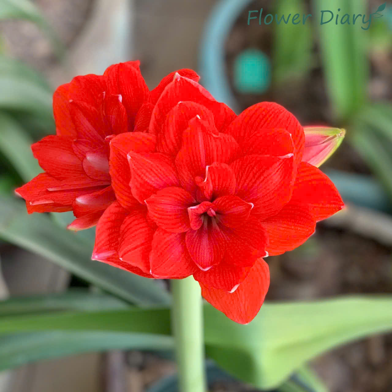 Củ giống hoa loa kèn | lan huệ cánh kép (củ con)