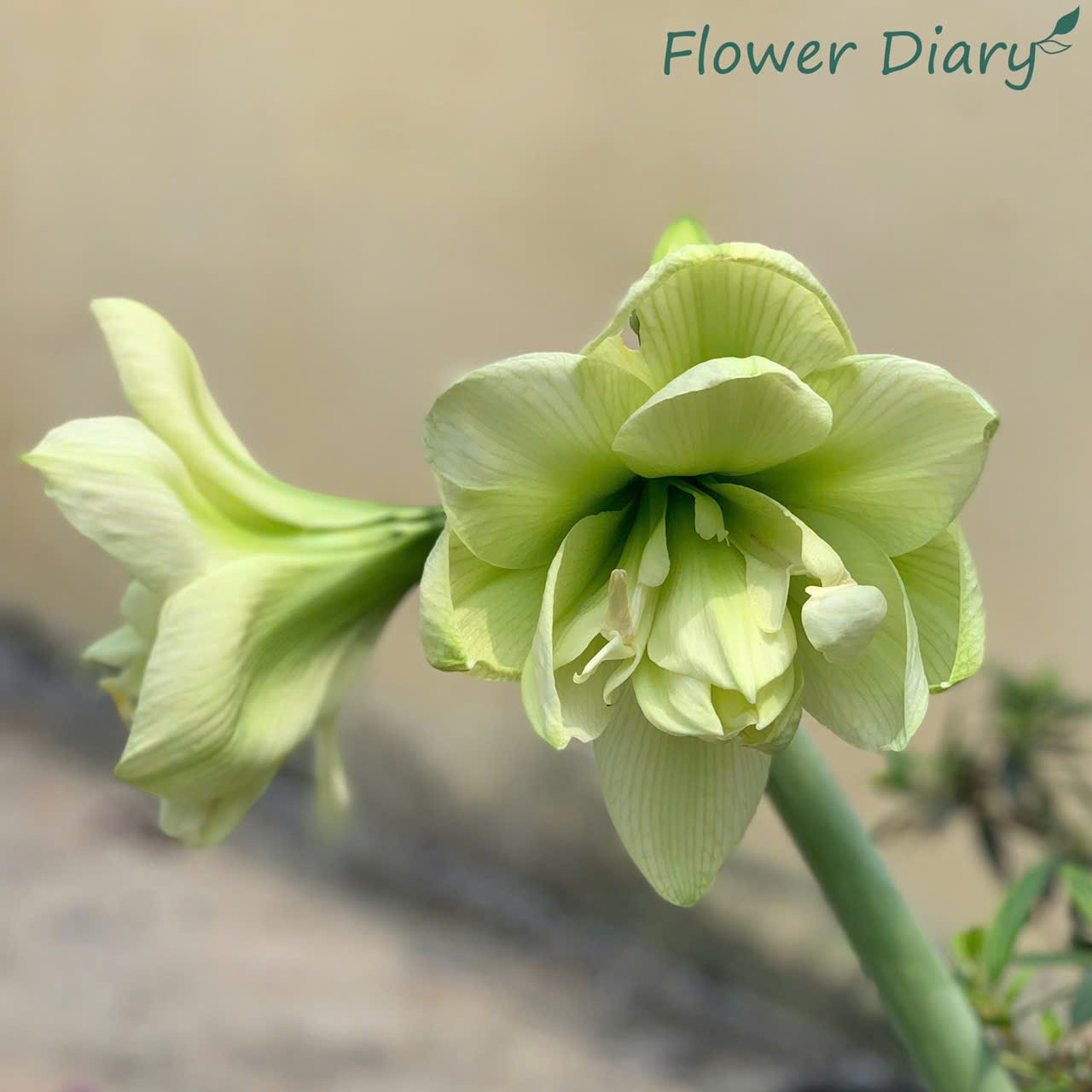 Củ giống hoa loa kèn | lan huệ cánh kép (củ con)