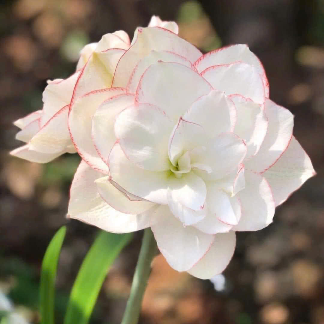 Củ giống hoa loa kèn | lan huệ cánh kép (củ con)