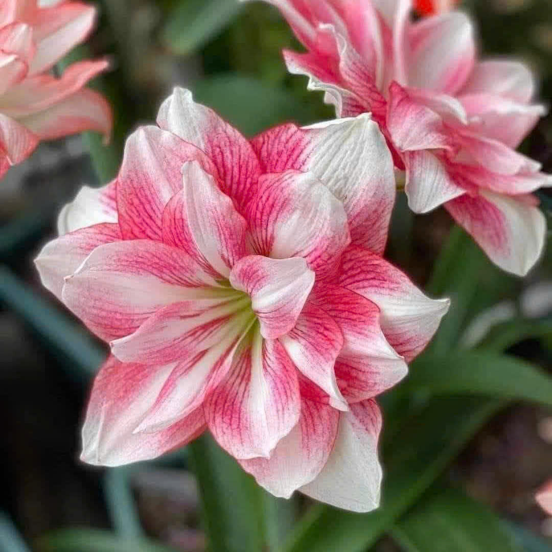 Củ giống hoa loa kèn | lan huệ cánh kép (củ con)