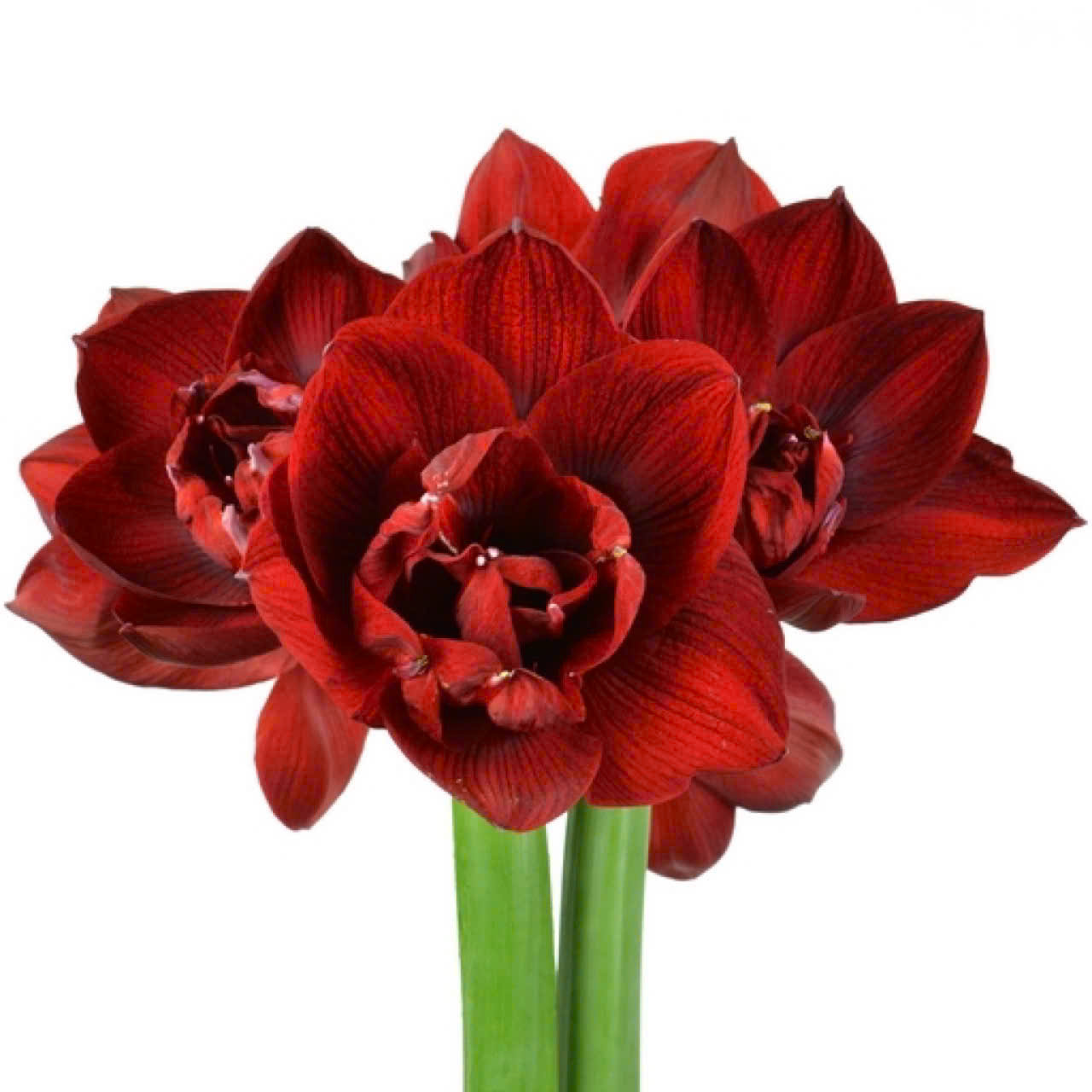 Củ hoa loa kèn | lan huệ cánh kép