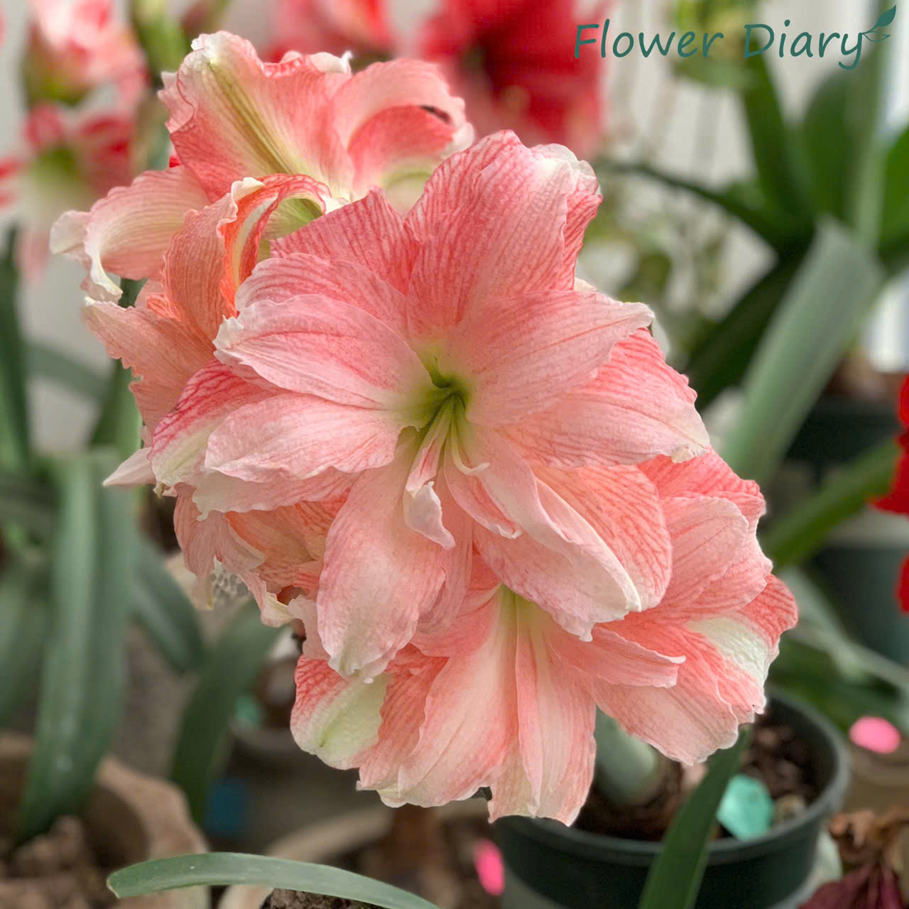 Củ hoa loa kèn | lan huệ cánh kép