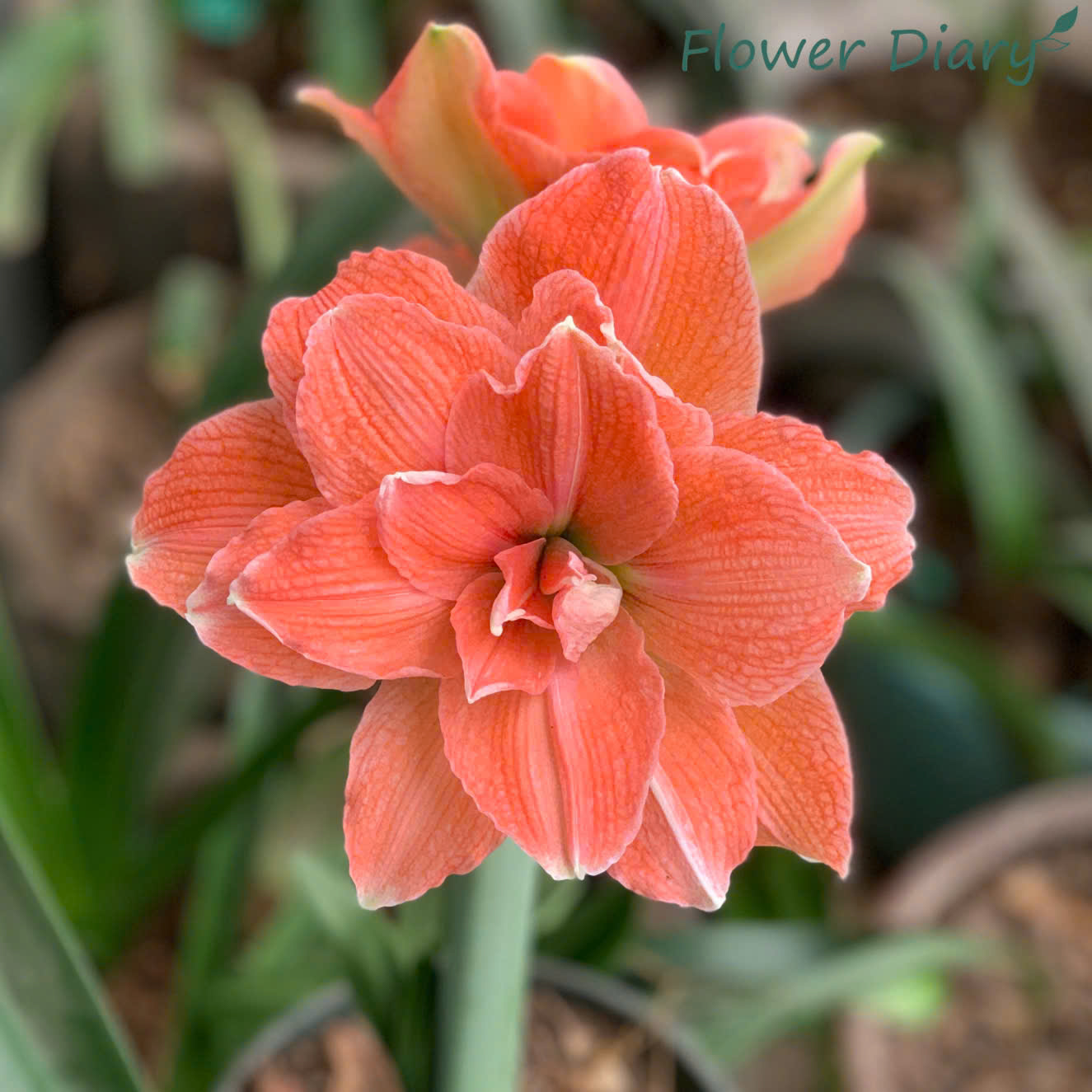 Củ giống hoa loa kèn | lan huệ cánh kép (củ con)