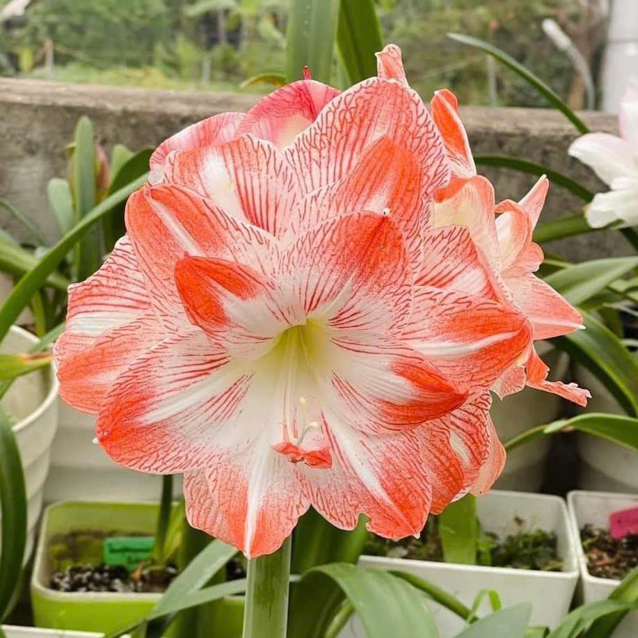 Củ hoa loa kèn | lan huệ cánh kép