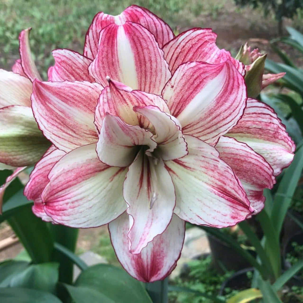 Củ giống hoa loa kèn | lan huệ cánh kép (củ con)