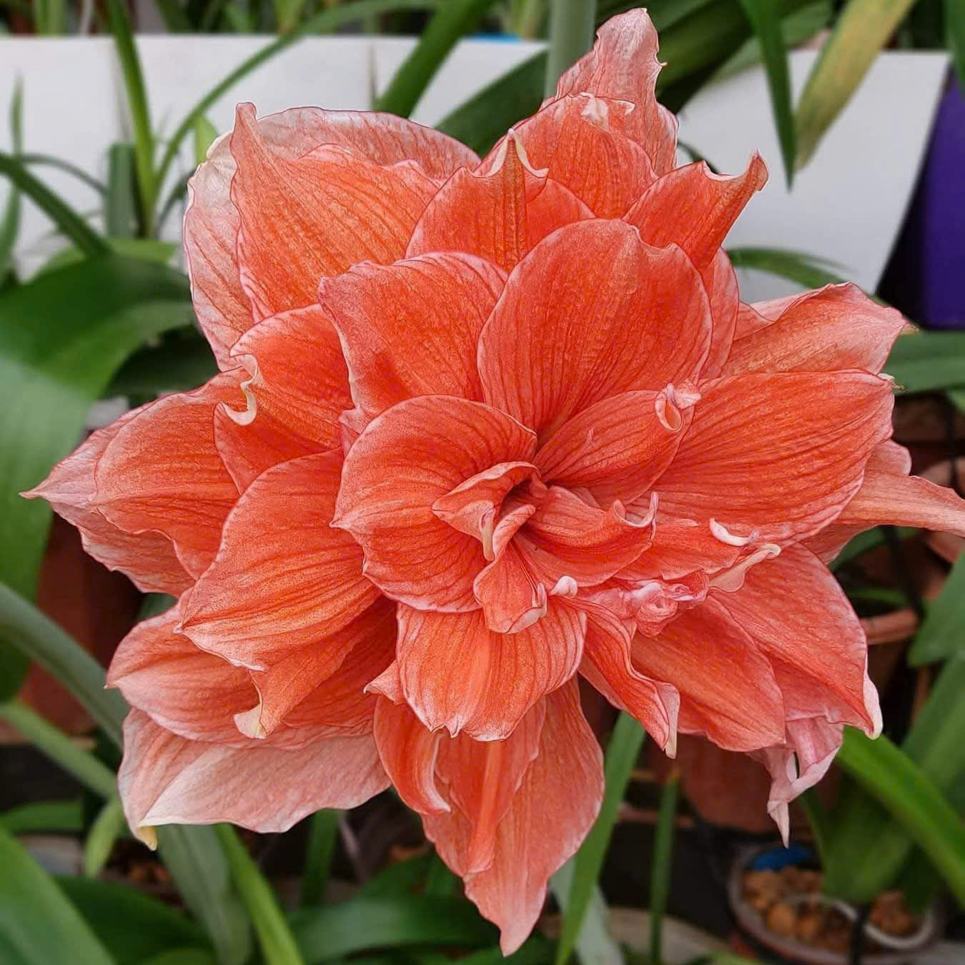 Củ giống hoa loa kèn | lan huệ cánh kép (củ con)