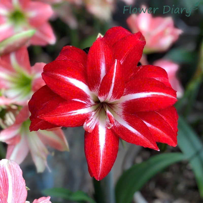 Củ hoa loa kèn | lan huệ cánh kép