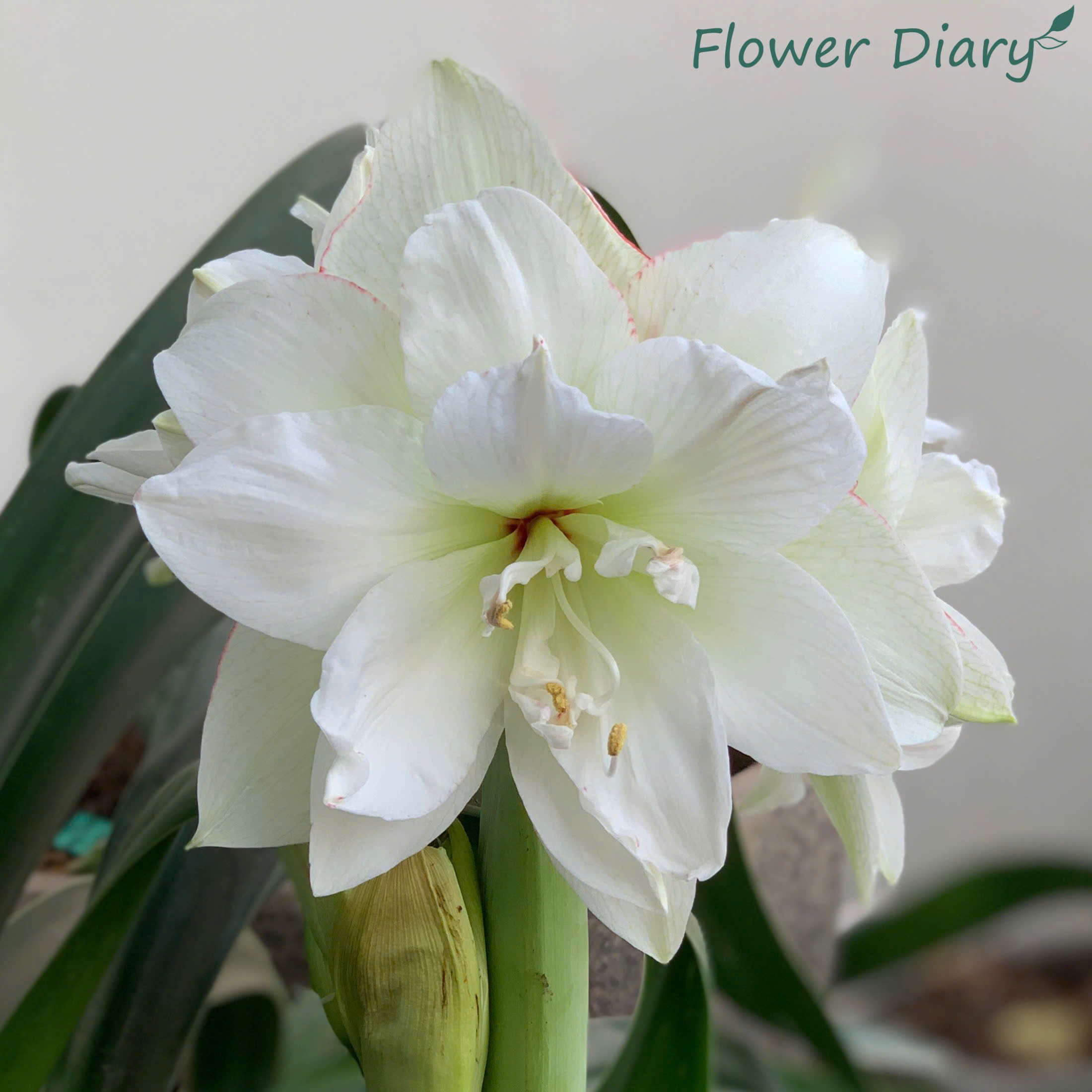 Củ hoa loa kèn | lan huệ cánh kép