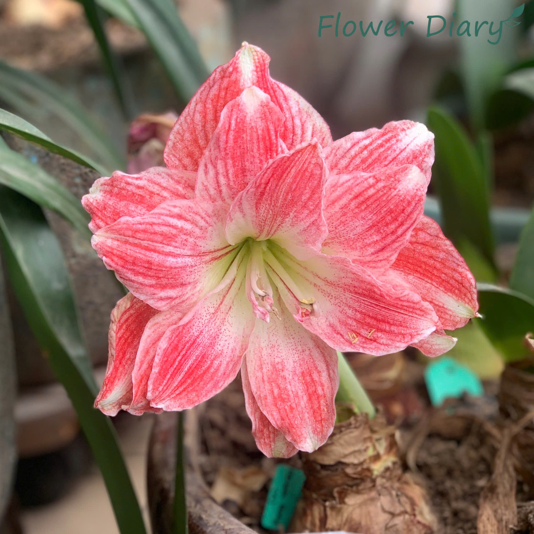 Củ hoa loa kèn | lan huệ cánh kép