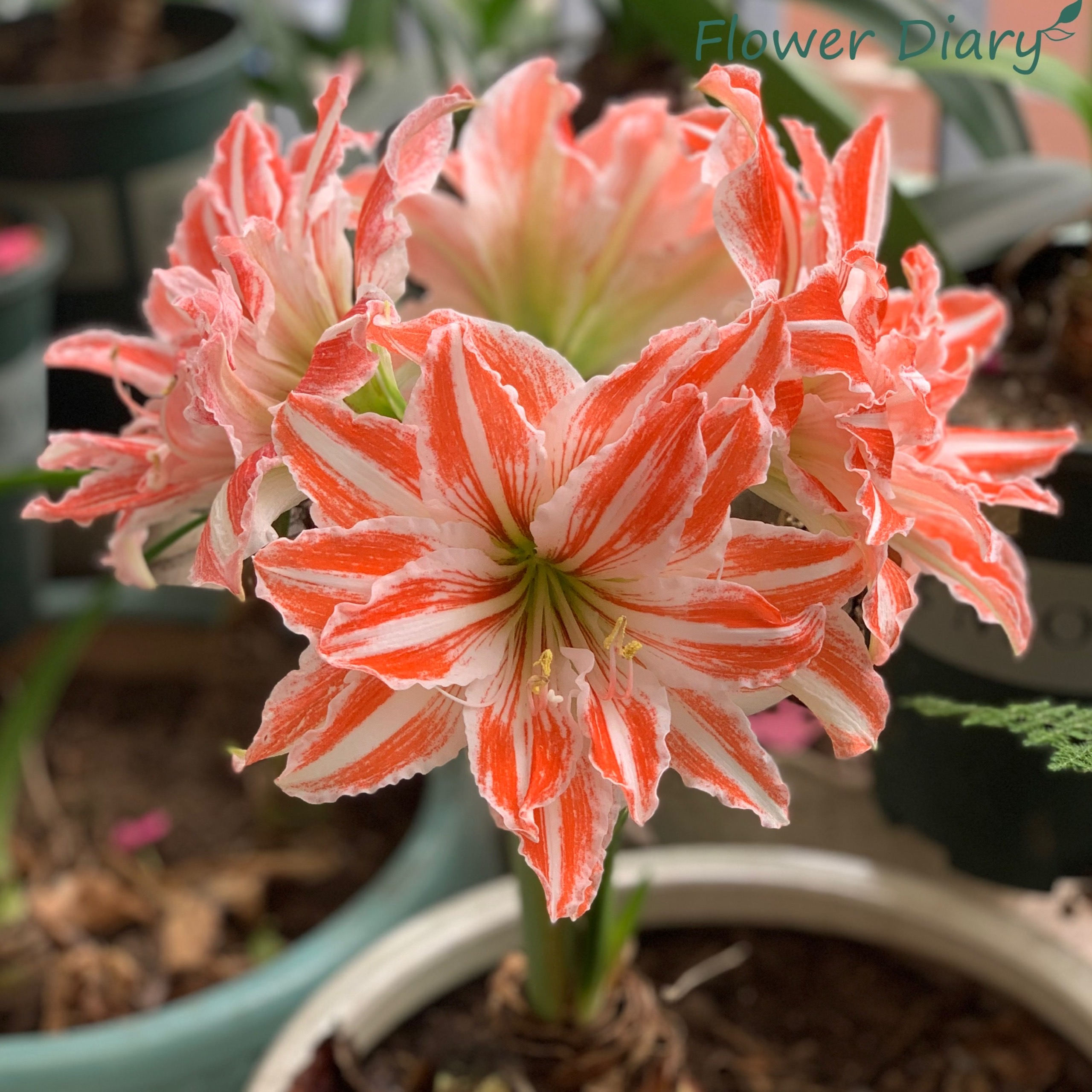 Củ giống hoa loa kèn | lan huệ cánh kép (củ con)