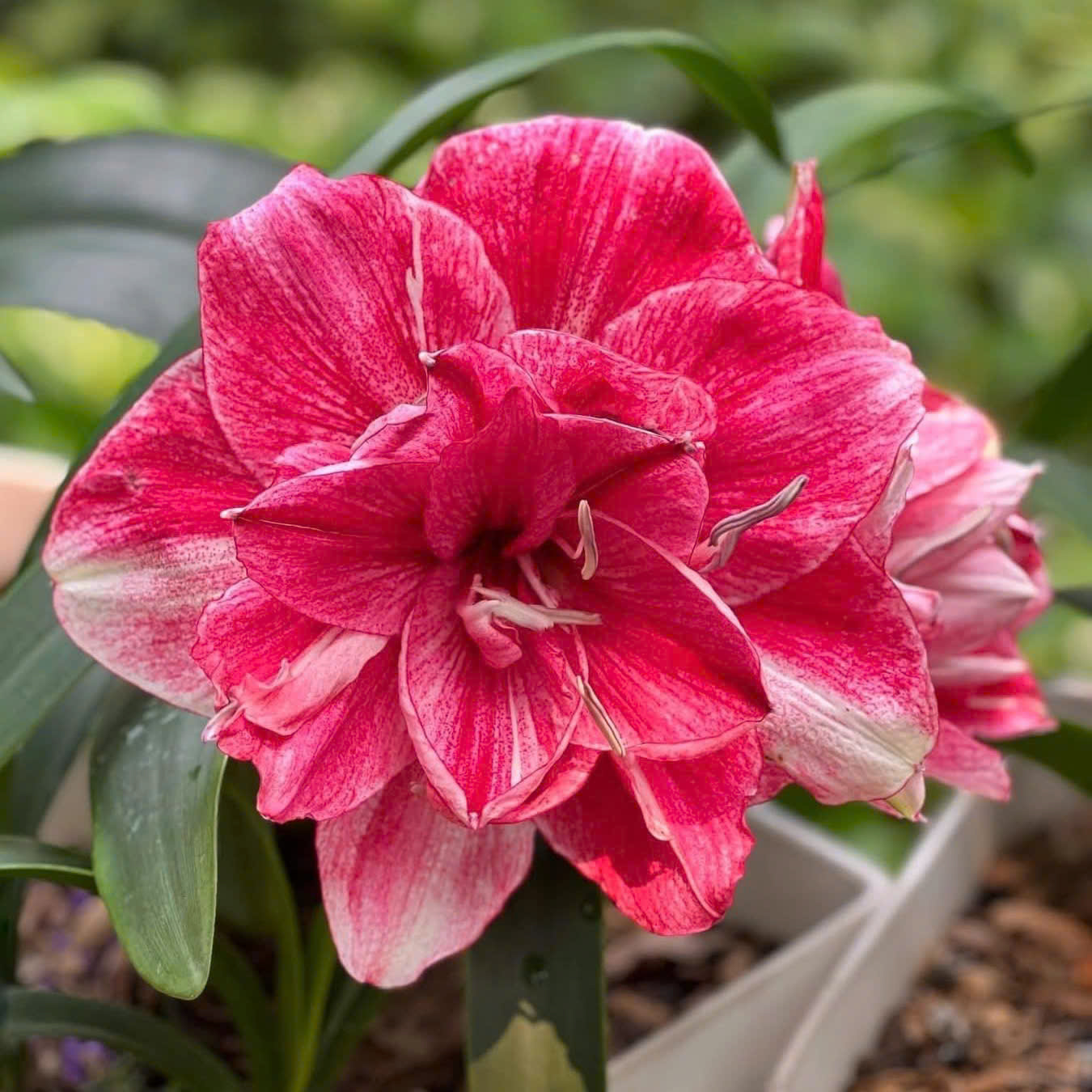 Củ hoa loa kèn | lan huệ cánh kép