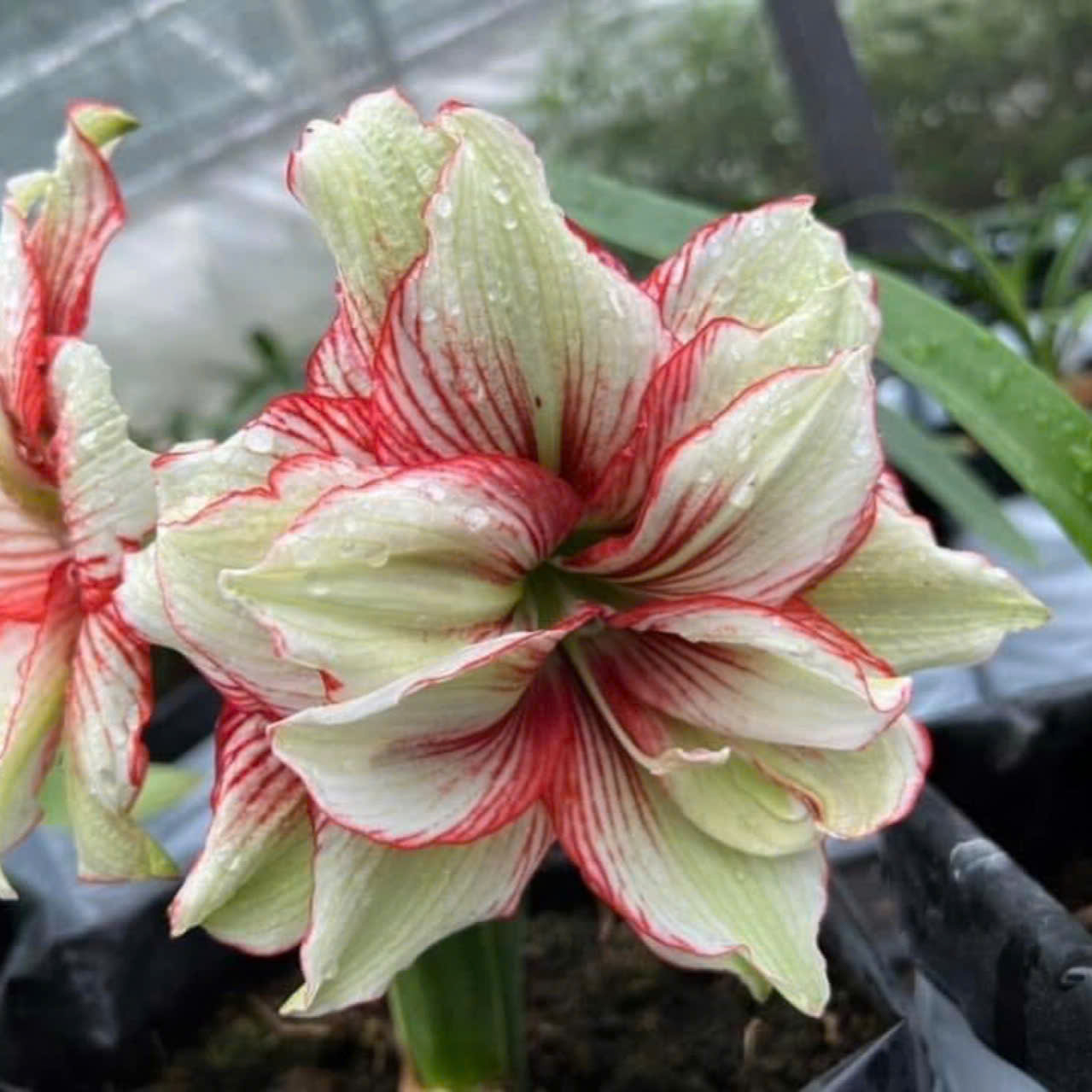 Củ hoa loa kèn | lan huệ cánh kép