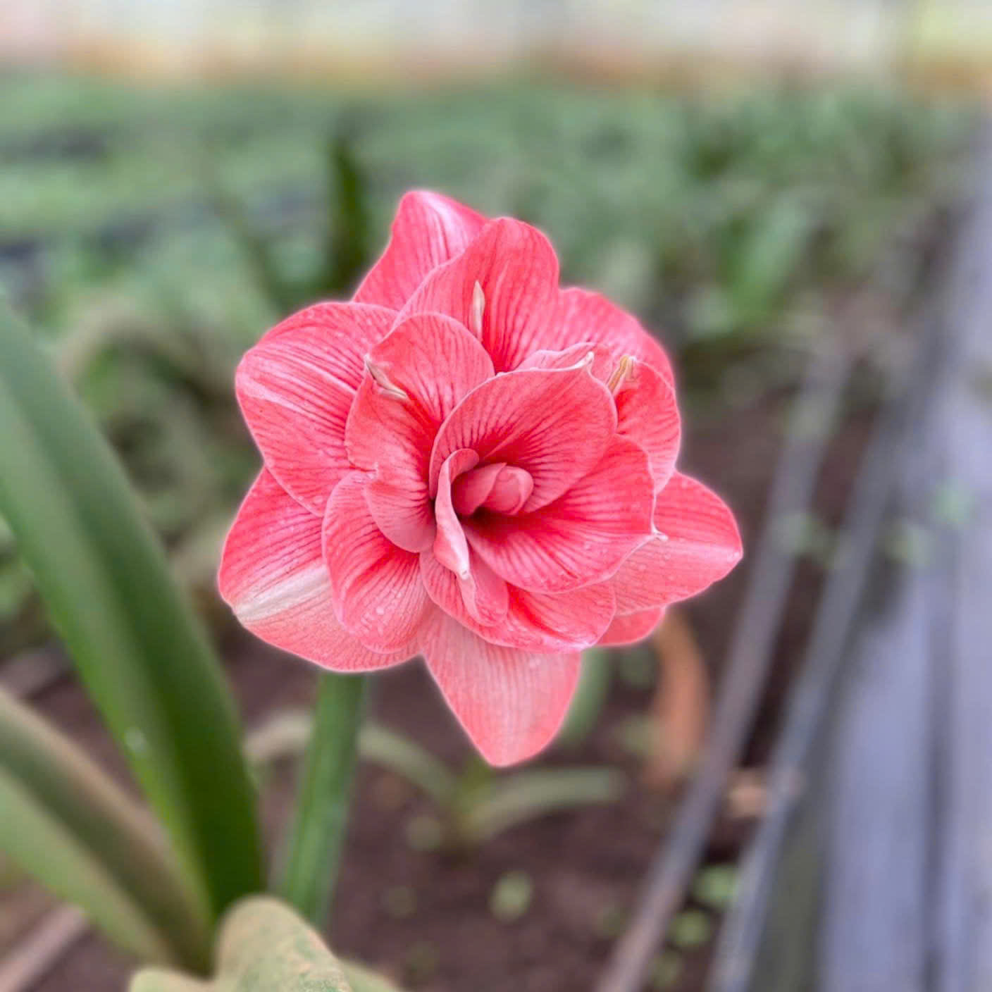 Củ hoa loa kèn | lan huệ cánh kép