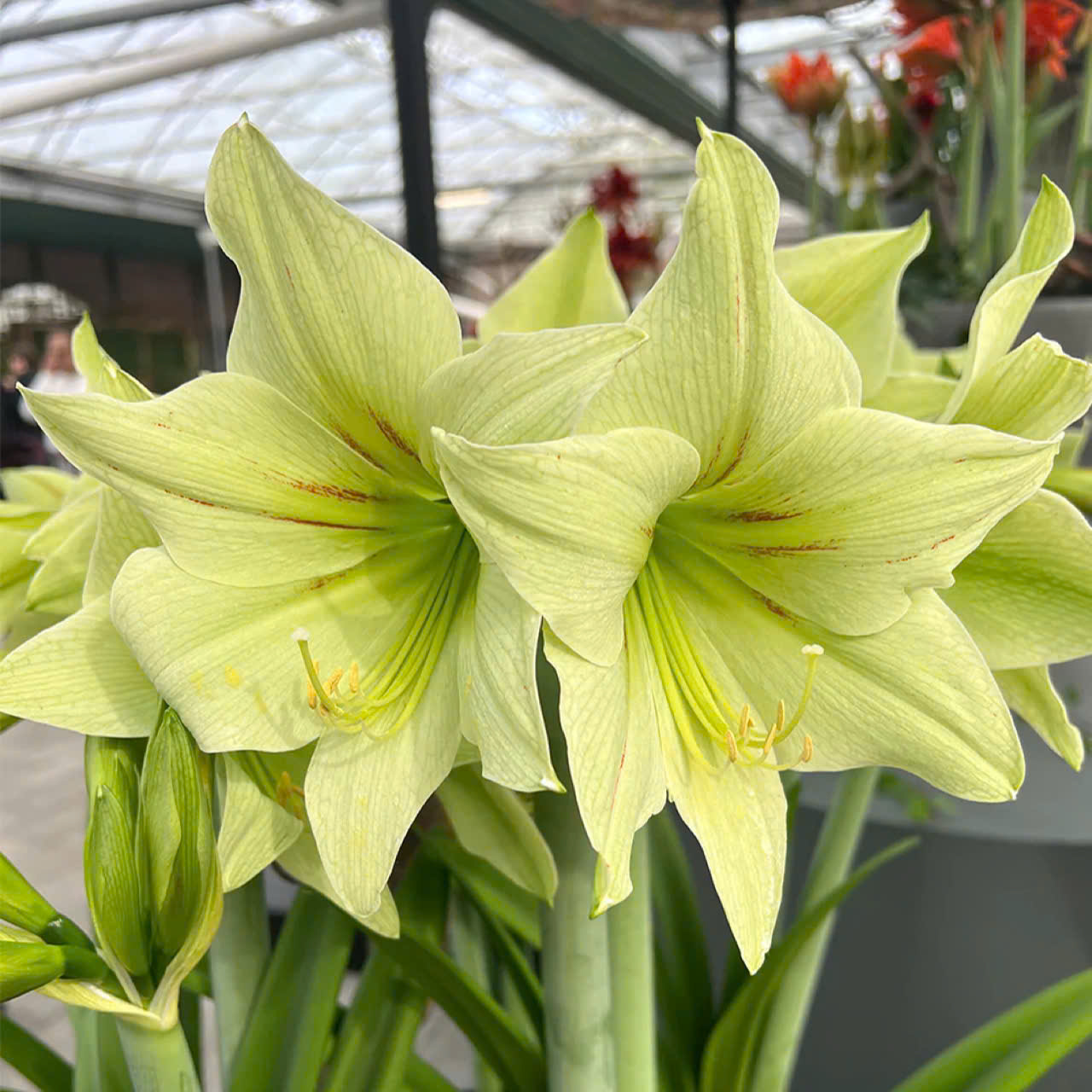 Củ hoa loa kèn | lan huệ cánh đơn