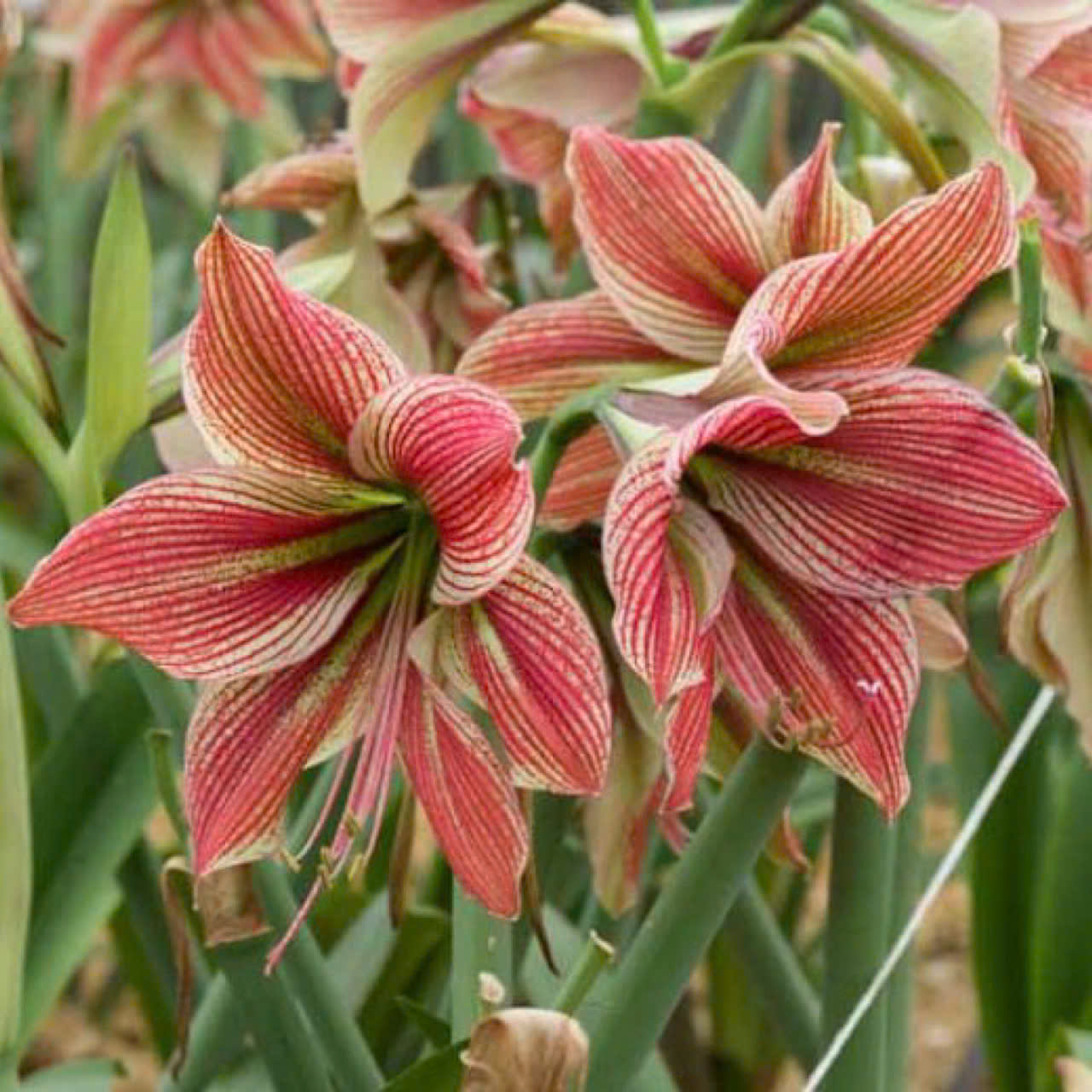 Củ hoa loa kèn | lan huệ cánh đơn