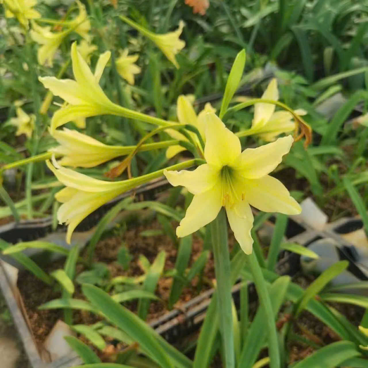 Củ hoa loa kèn | lan huệ cánh đơn