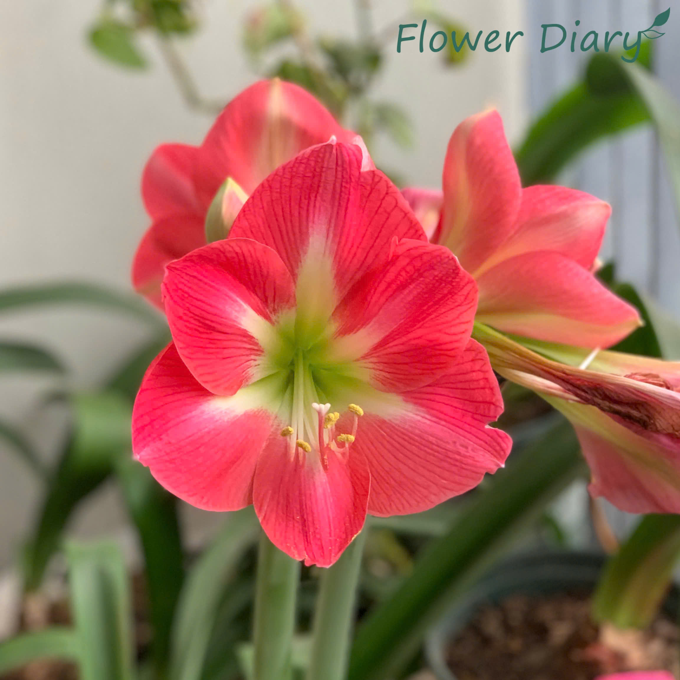 Củ hoa loa kèn | lan huệ cánh đơn