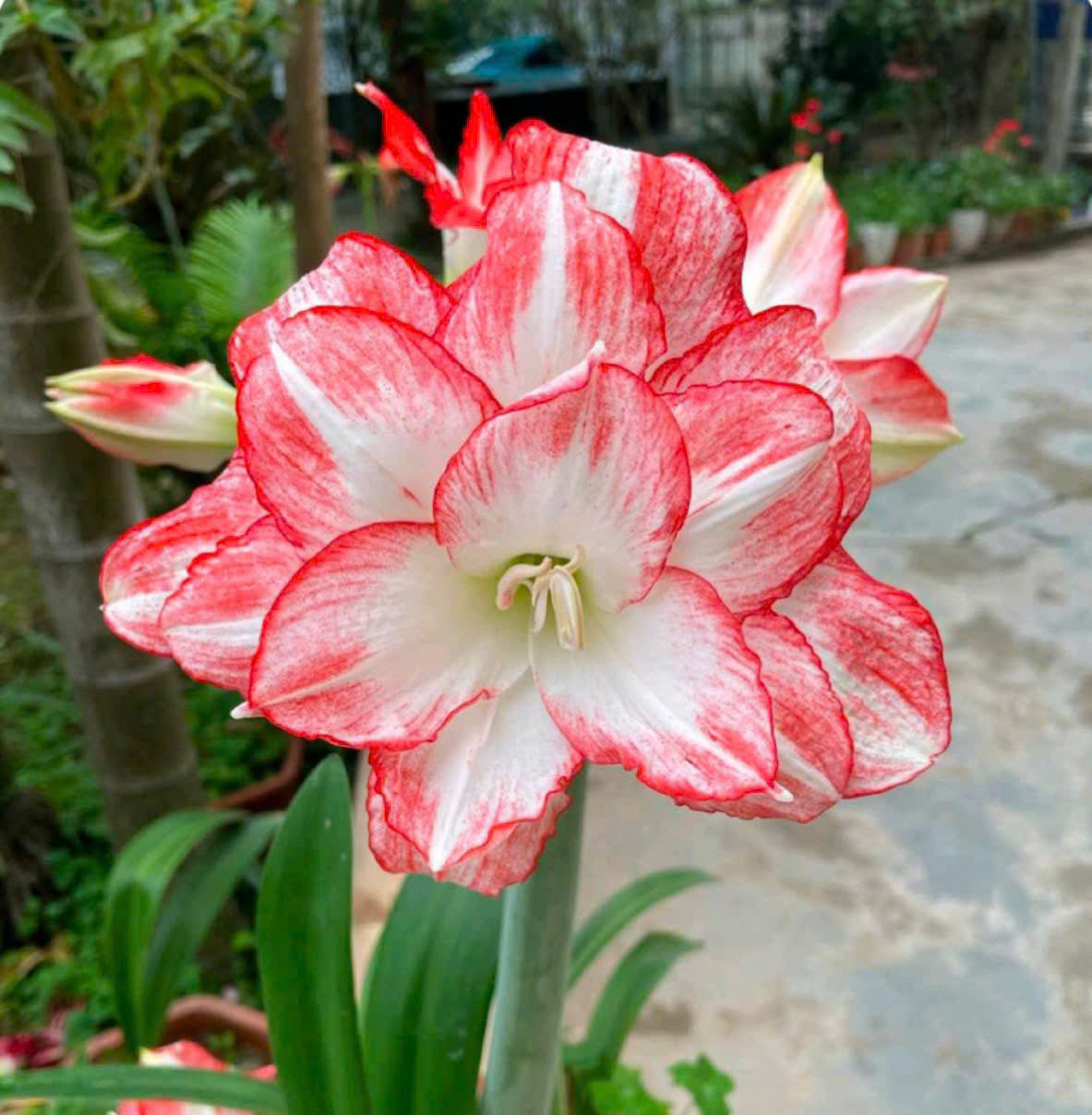 Củ hoa loa kèn | lan huệ cánh kép