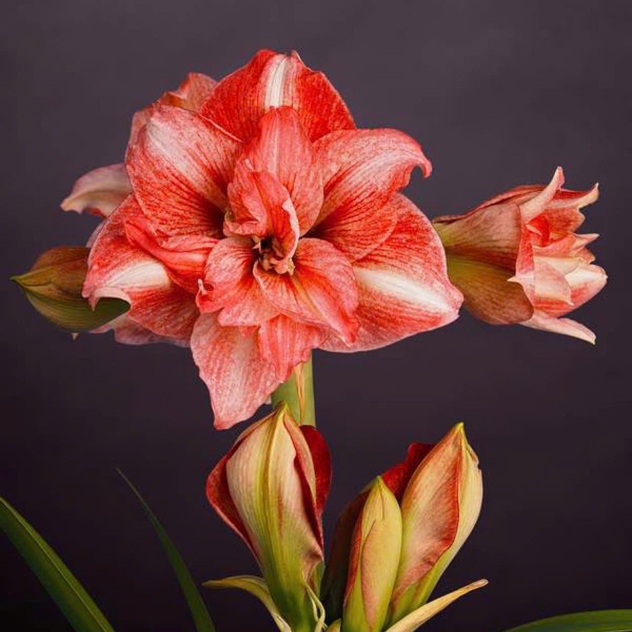 Củ hoa loa kèn | lan huệ cánh kép