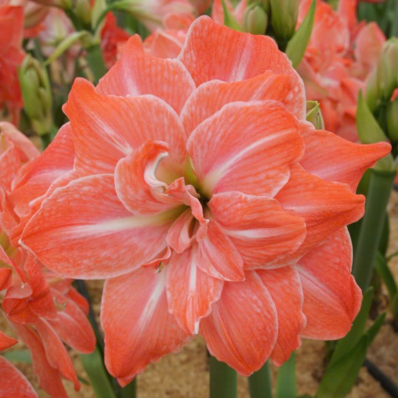 Củ hoa loa kèn | lan huệ cánh kép