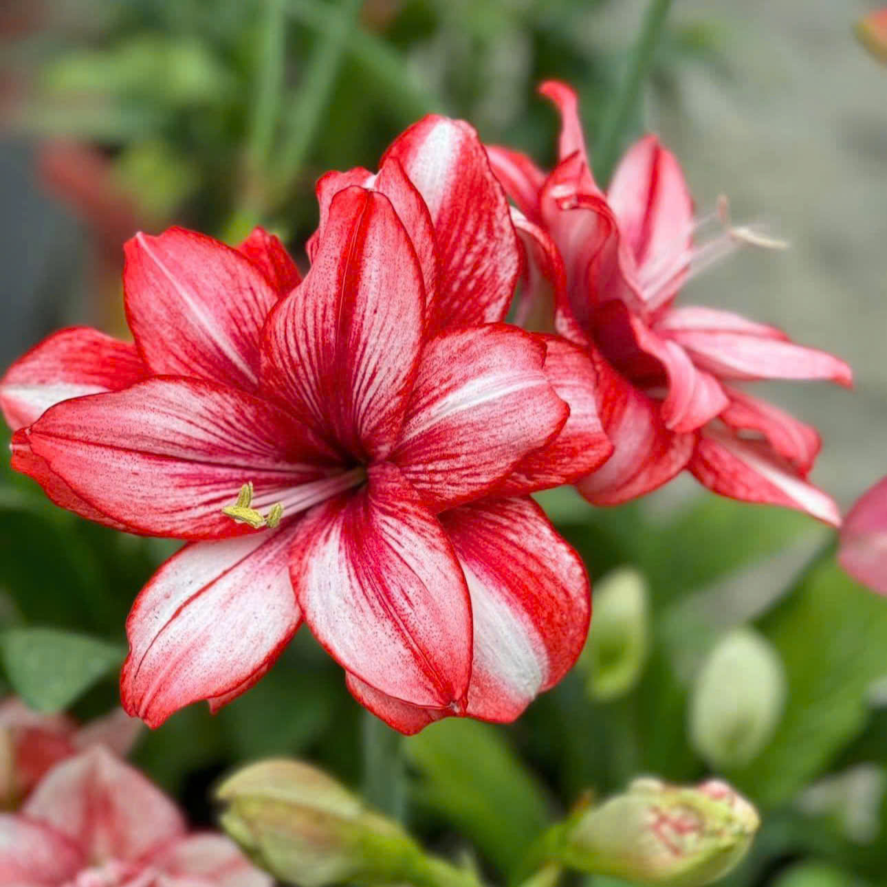 Củ giống hoa loa kèn | lan huệ cánh kép (củ con)