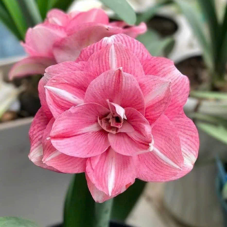 Củ giống hoa loa kèn | lan huệ cánh kép (củ con)