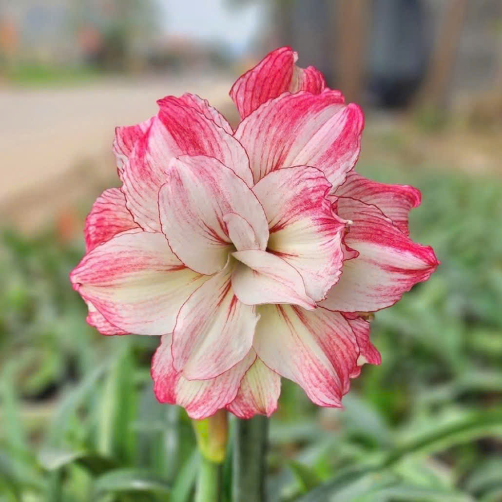 Củ giống hoa loa kèn | lan huệ cánh kép (củ con)