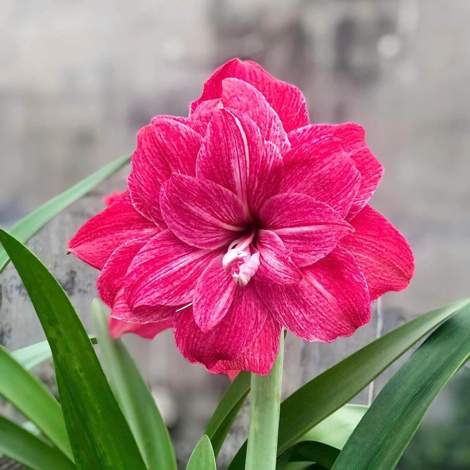 Củ giống hoa loa kèn | lan huệ cánh kép (củ con)