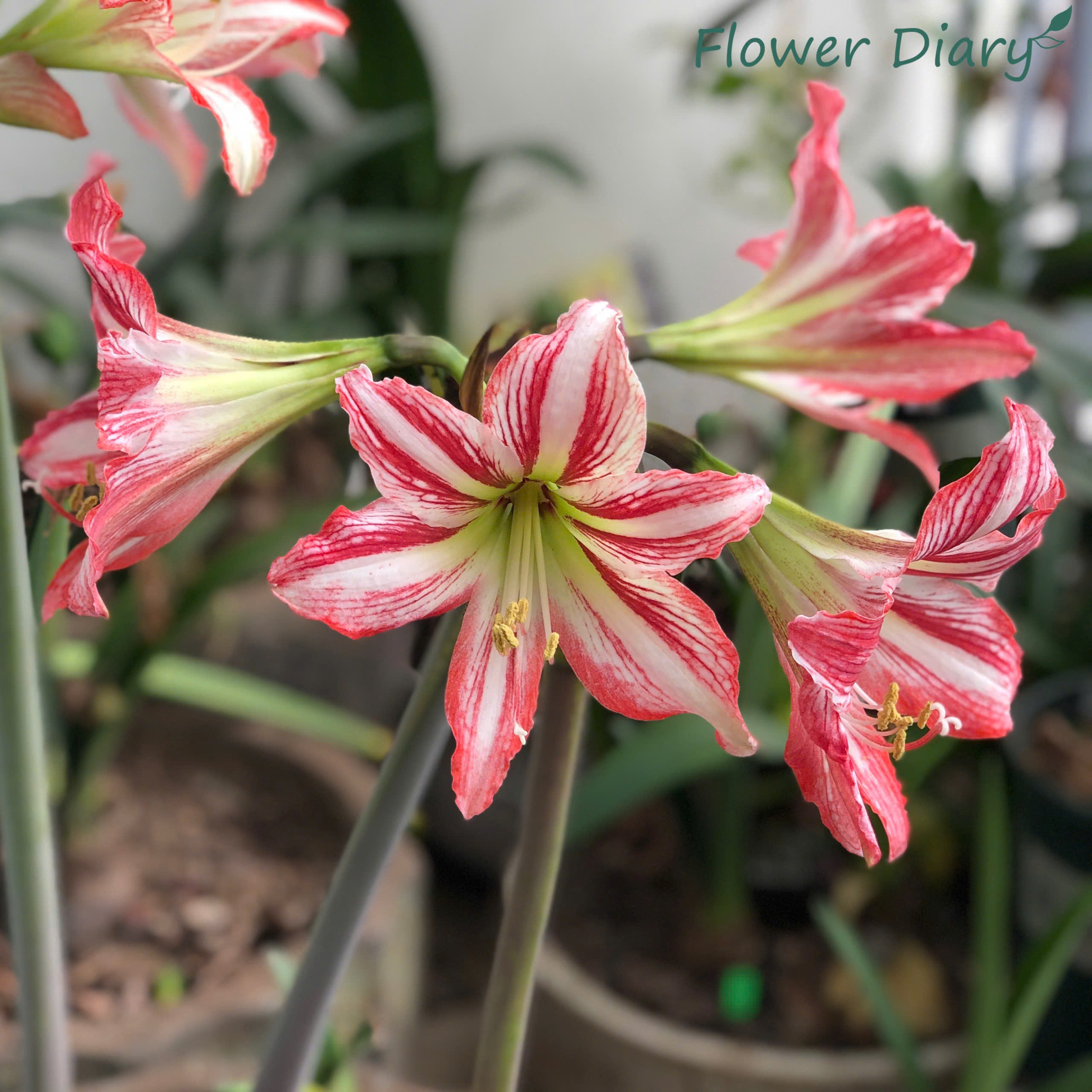 Củ hoa loa kèn | lan huệ | huệ tây