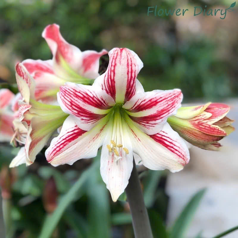 Củ hoa loa kèn | lan huệ | huệ tây