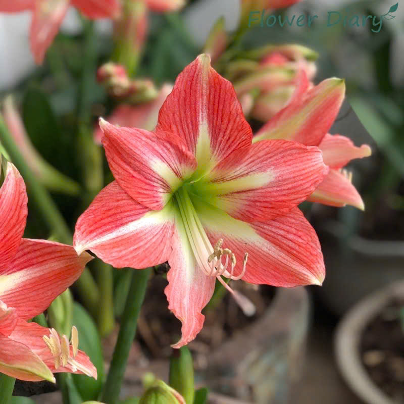 Củ hoa loa kèn | lan huệ | huệ tây