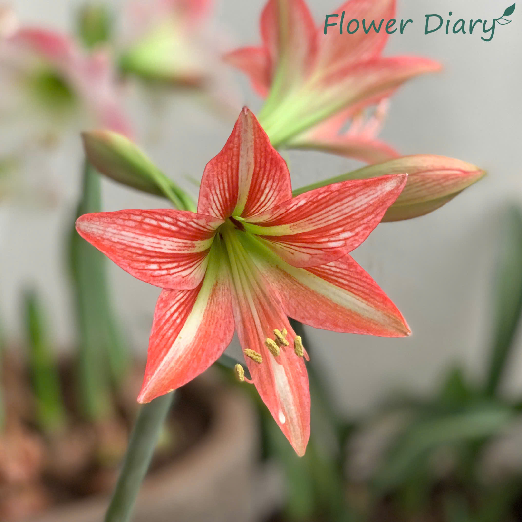 Củ hoa loa kèn | lan huệ | huệ tây