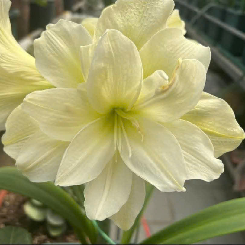 Củ giống hoa loa kèn | lan huệ cánh kép (củ con)