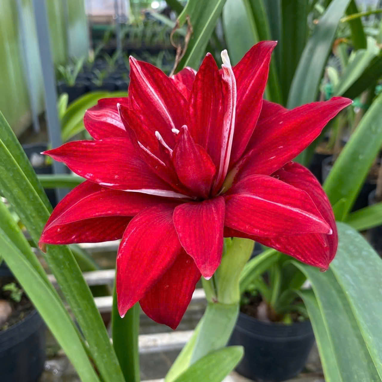 Củ giống hoa loa kèn | lan huệ cánh kép (củ con)