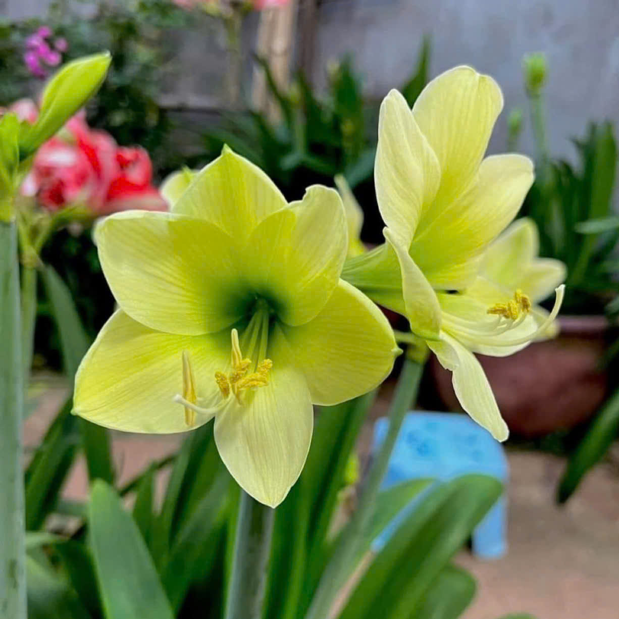 Củ hoa loa kèn | lan huệ cánh đơn