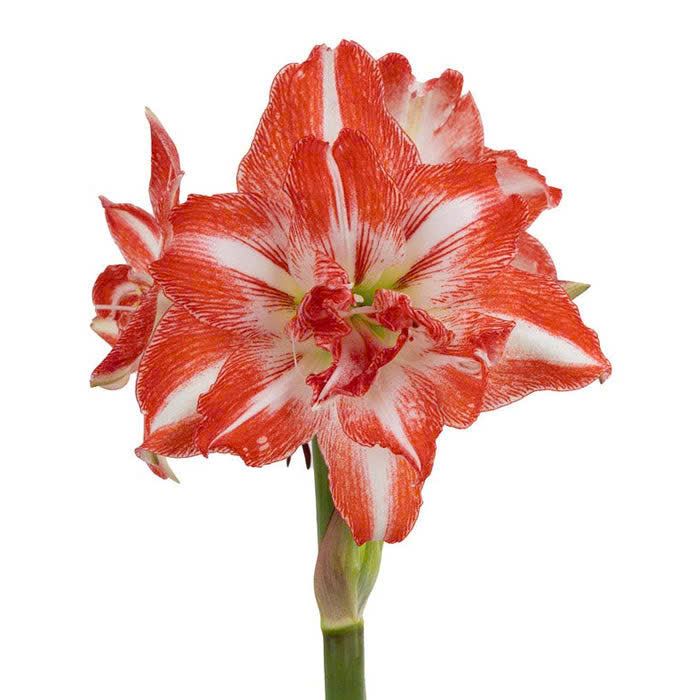 Củ hoa loa kèn | lan huệ cánh kép