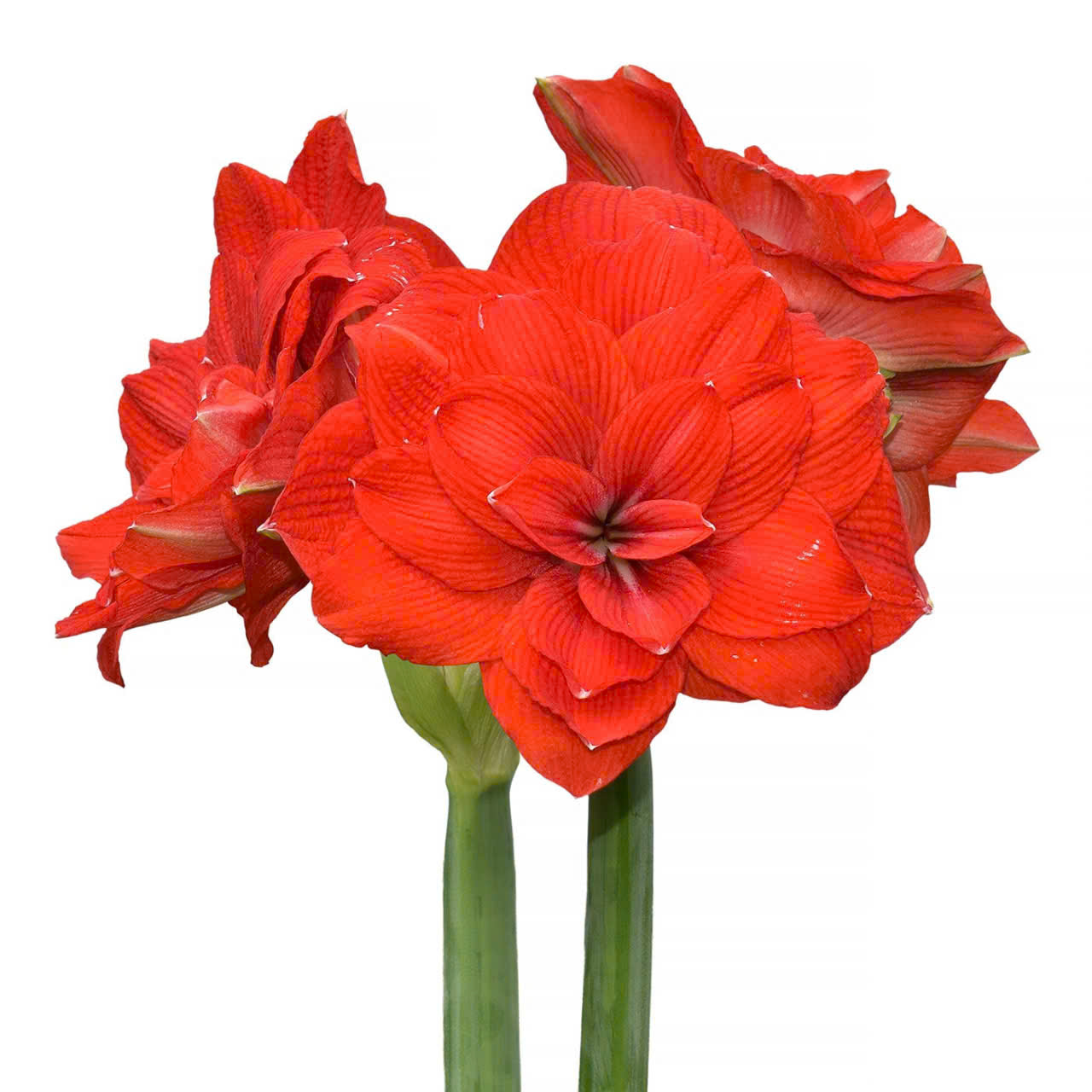 Củ giống hoa loa kèn | lan huệ cánh kép (củ con)