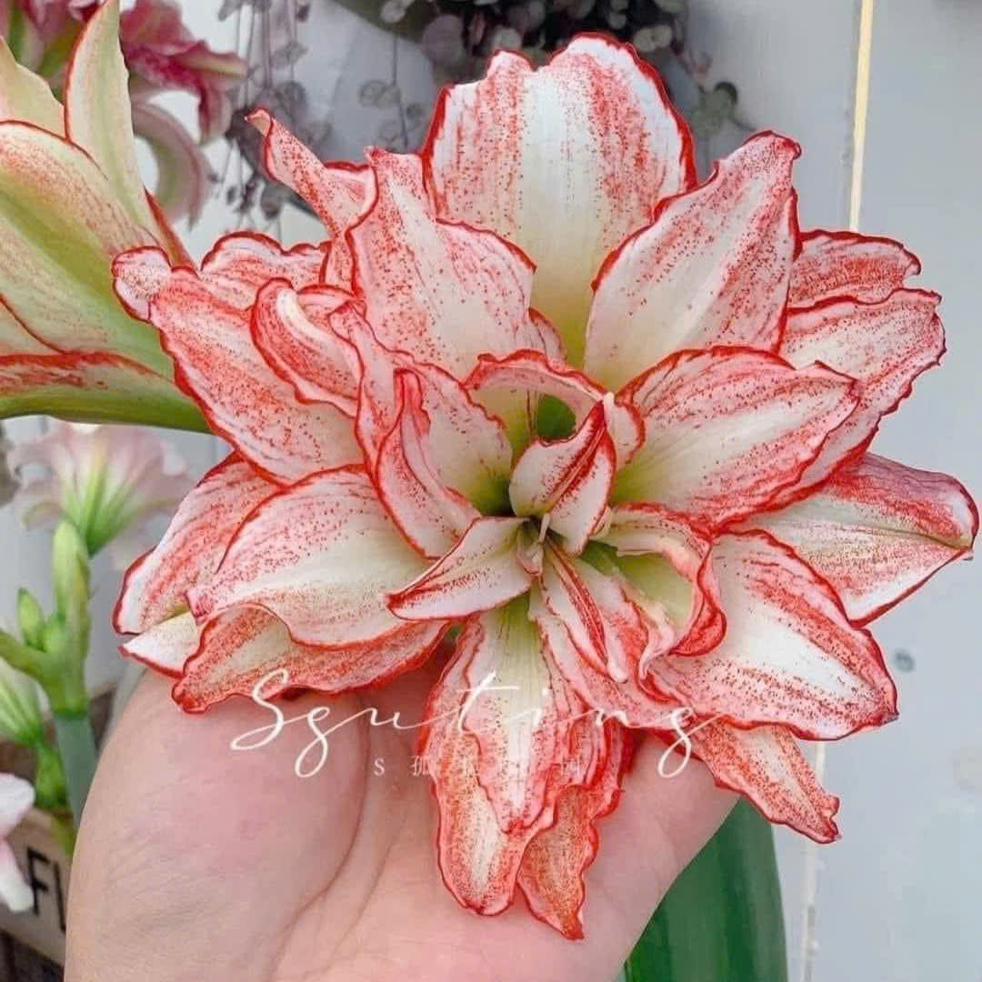 Củ giống hoa loa kèn | lan huệ cánh kép (củ con)