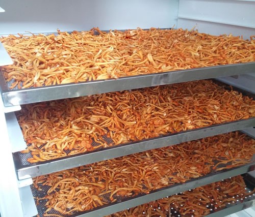 ĐÔNG TRÙNG HẠ THẢO KHÔ ĐƯỢC SẤY NHƯ THẾ NÀO?