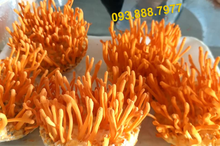 Đông Trùng Hạ Thảo giá bao nhiêu?