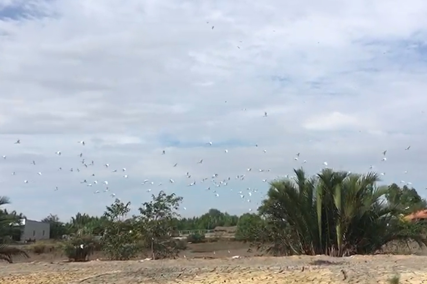 Du lịch Cần Giờ: Chiêm ngưỡng đàn cò trắng hàng trăm con