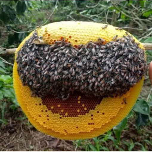 Tác dụng của mật ong rất tuyệt vời có thể bạn chưa biết!