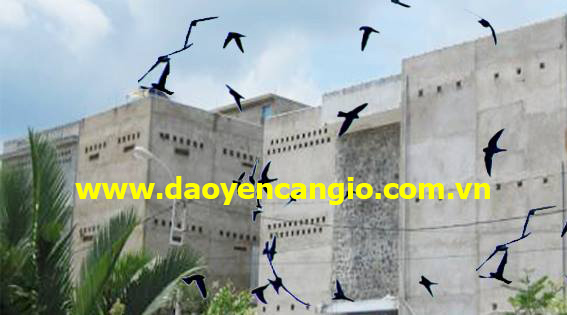 Giá tổ yến hiện nay bao nhiêu? Mua yến sào ở đâu giá tốt?