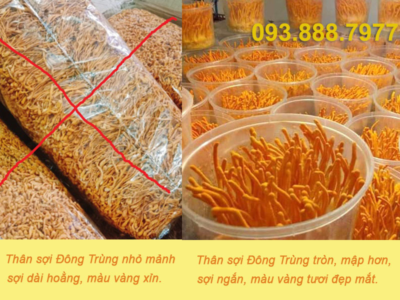 CÁCH PHÂN BIỆT ĐÔNG TRÙNG HẠ THẢO THẬT GIẢ