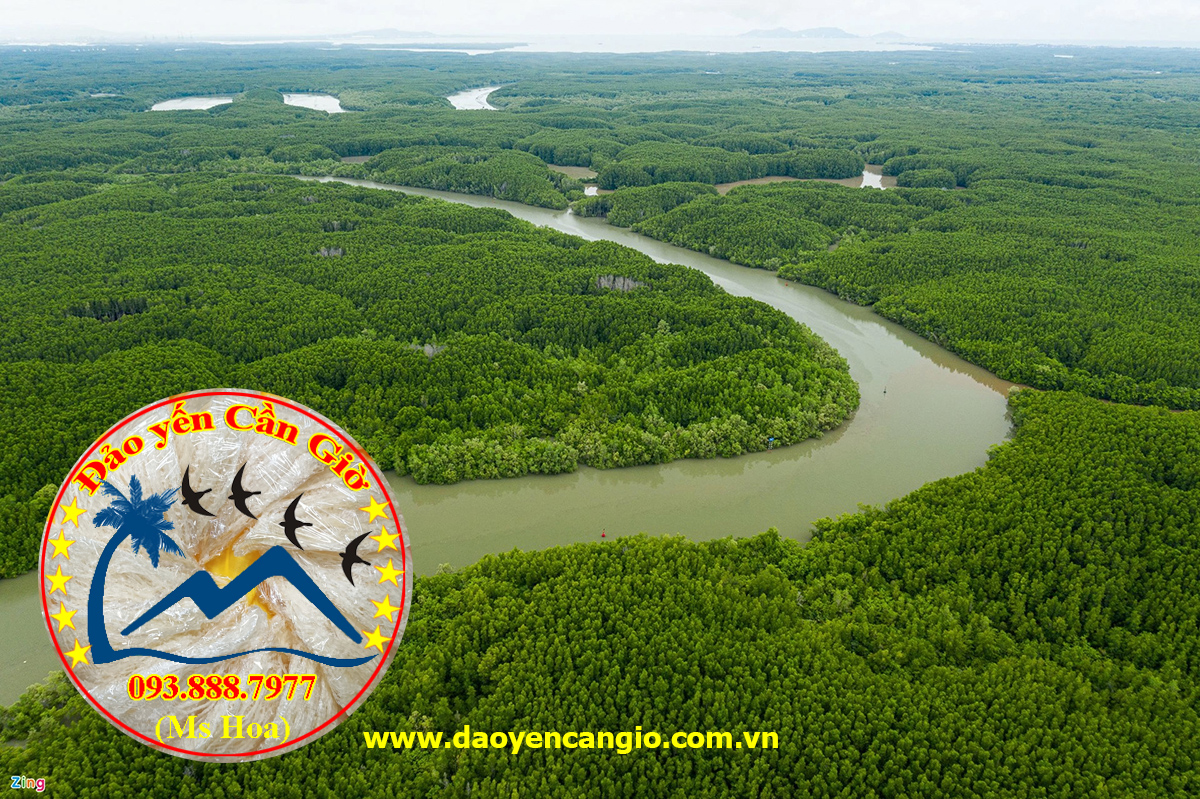 Yến sào Cần Giờ có tốt không?