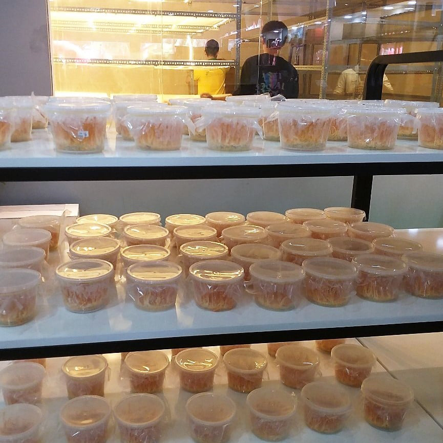 đông trùng hạ thảo khô